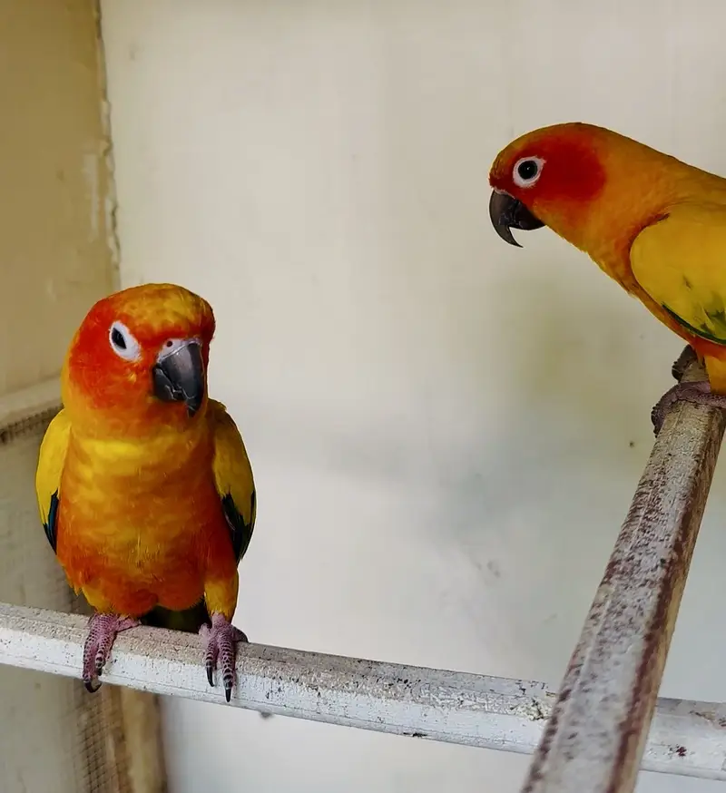 Sunconure Breeder and semi tamed pair available — photo 4