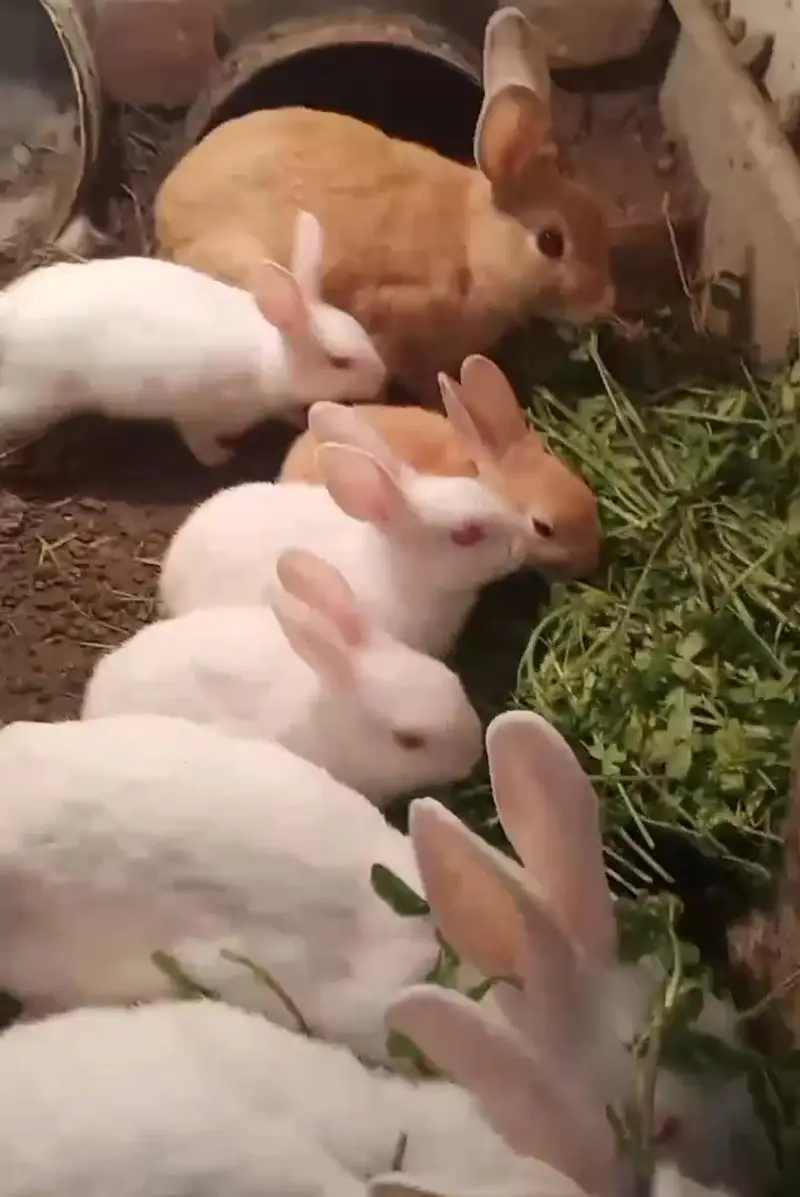 Male and female Rabbits