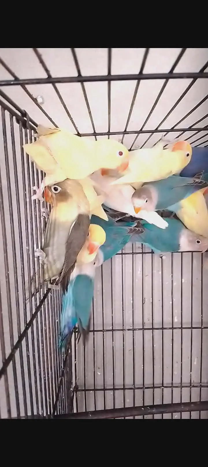 some love birds bareder pair with DNA for sale