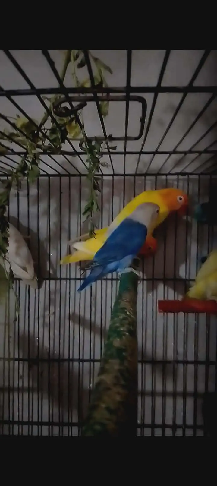 some love birds bareder pair with DNA for sale — photo 2