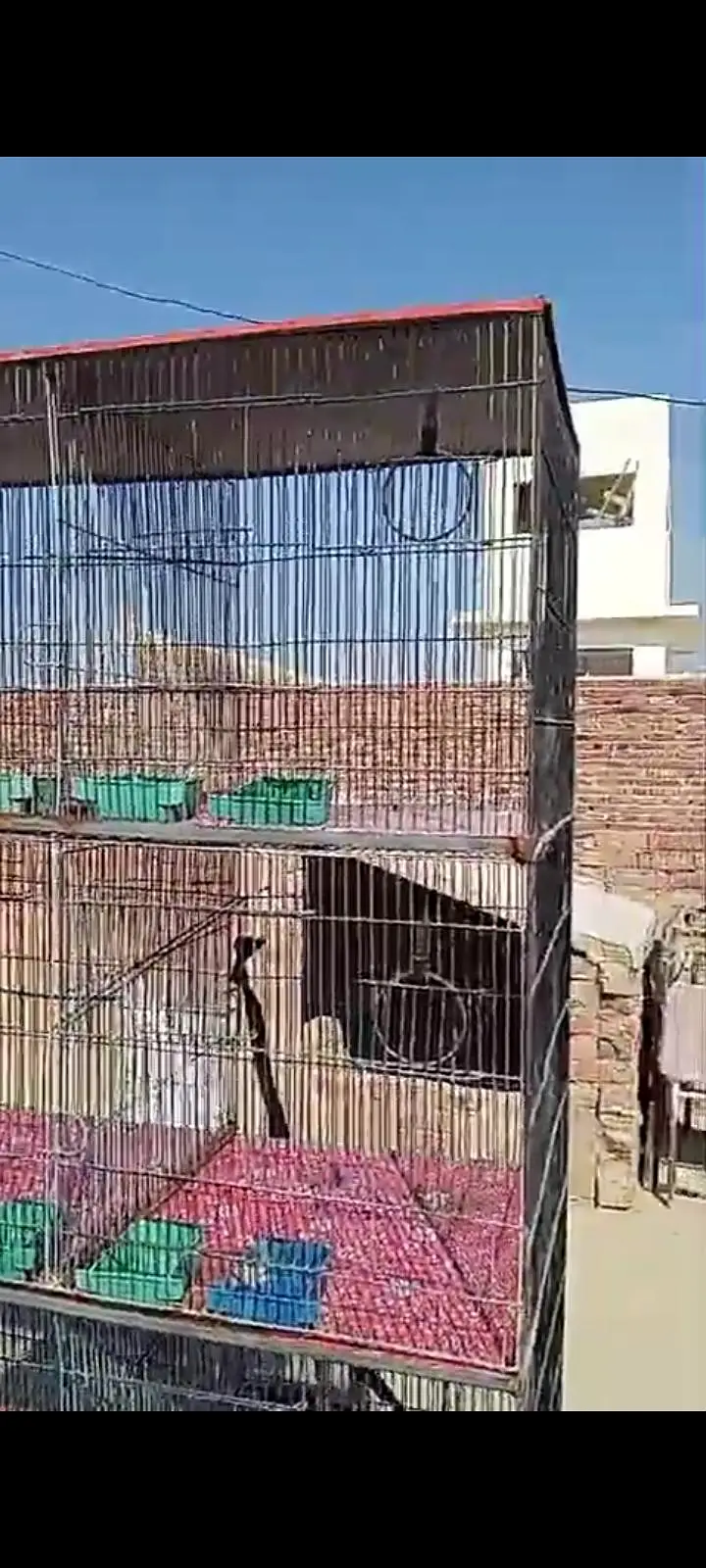 cage 8portion forsell