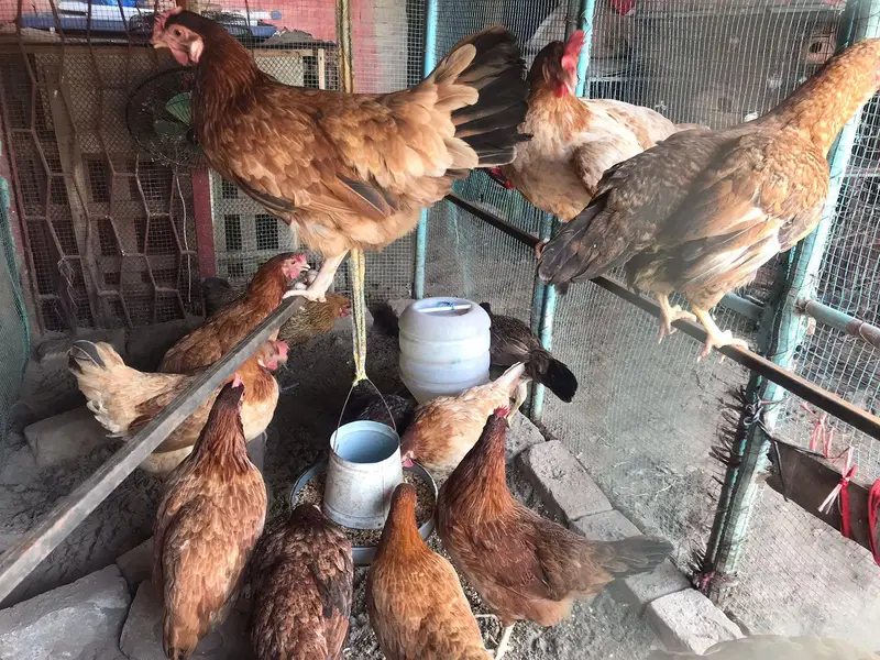 active desi murgiya or big iron cage for sale