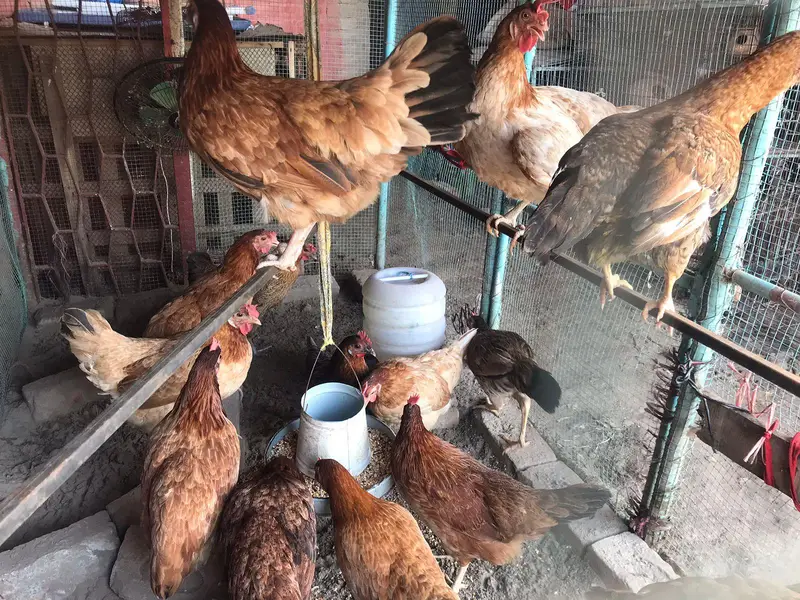 active desi murgiya or big iron cage for sale — photo 2