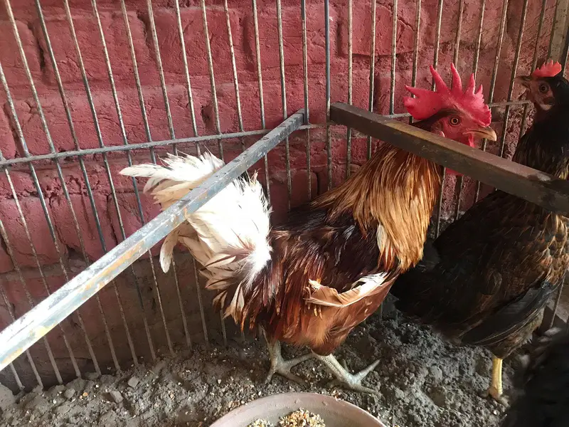 active desi murgiya or big iron cage for sale — photo 3