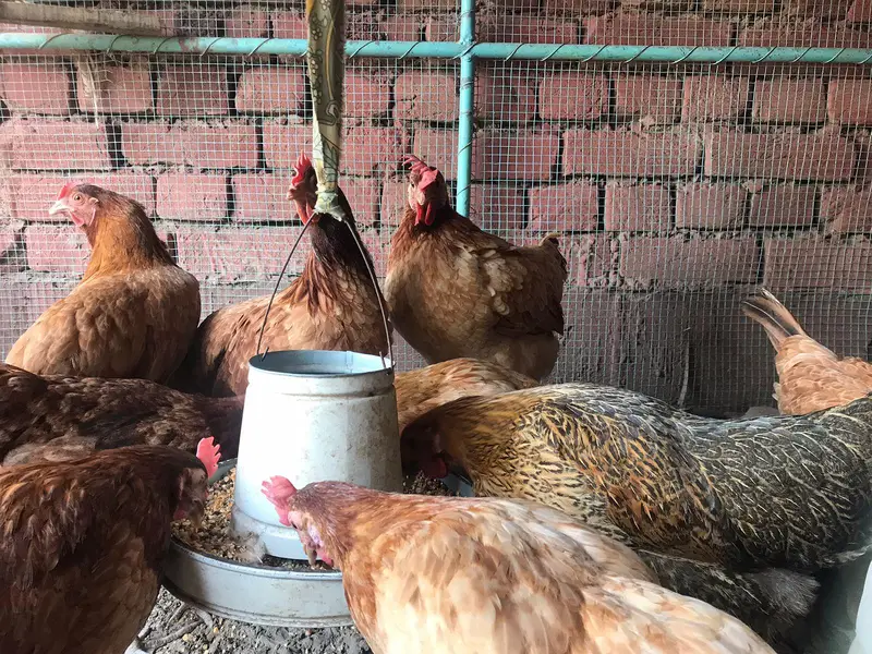 active desi murgiya or big iron cage for sale — photo 4