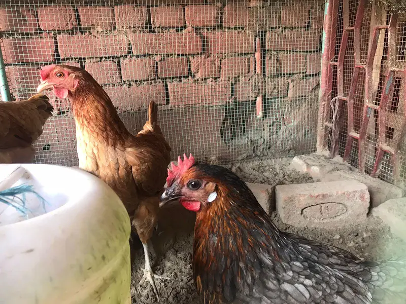 active desi murgiya or big iron cage for sale — photo 7