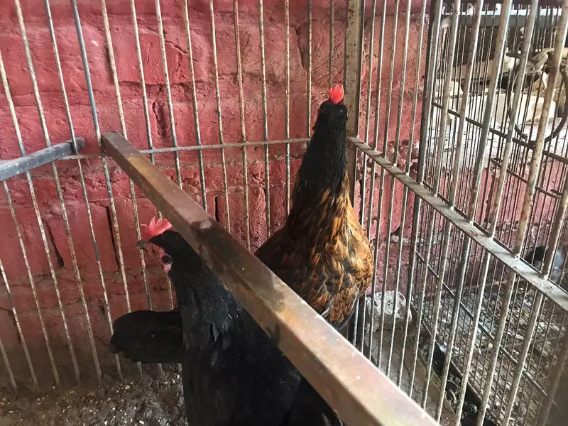 active desi murgiya or big iron cage for sale — photo 8