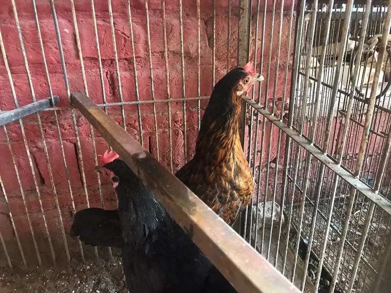 active desi murgiya or big iron cage for sale — photo 9