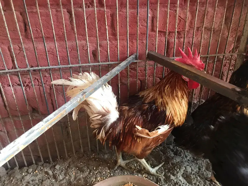 active desi murgiya or big iron cage for sale — photo 10