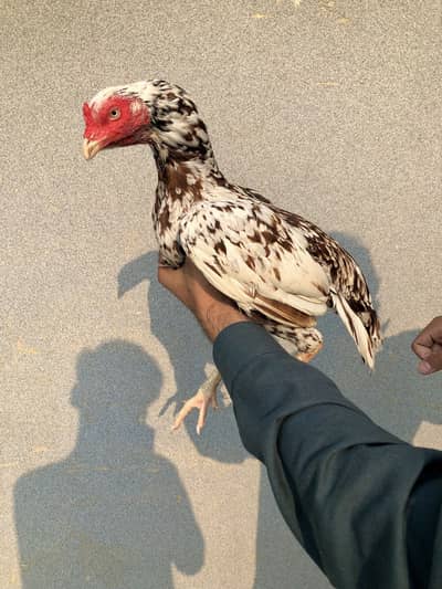 Pure Aseel Hen Mianwali Breed.