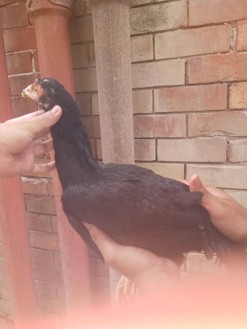chicks 3