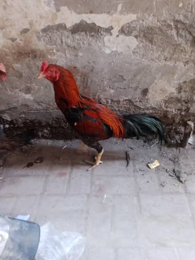 murga aseel lasani