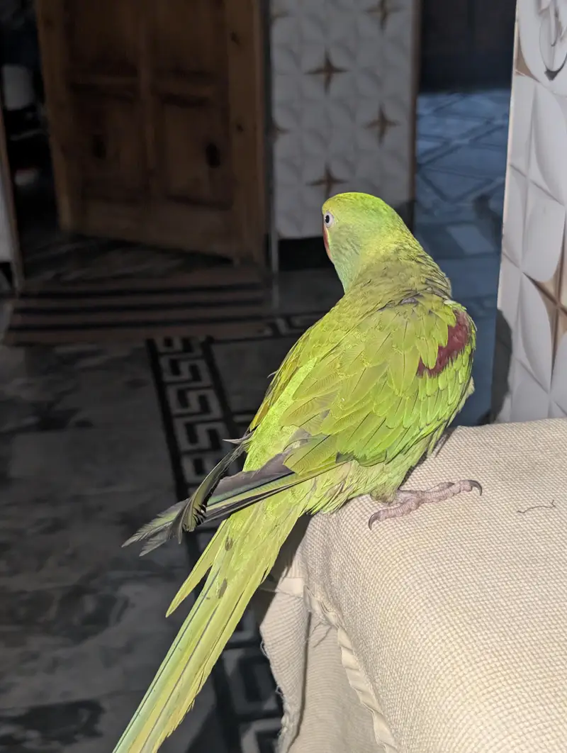 handtam raw parrot — photo 2