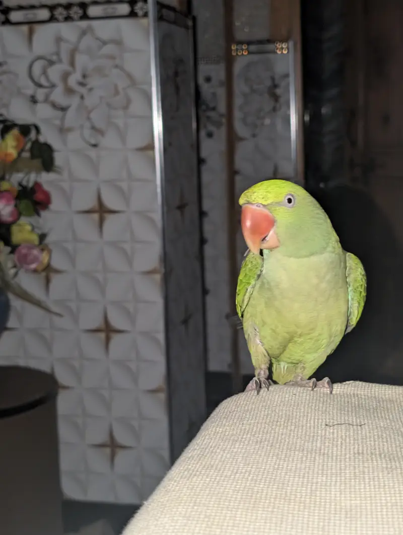 handtam raw parrot — photo 3