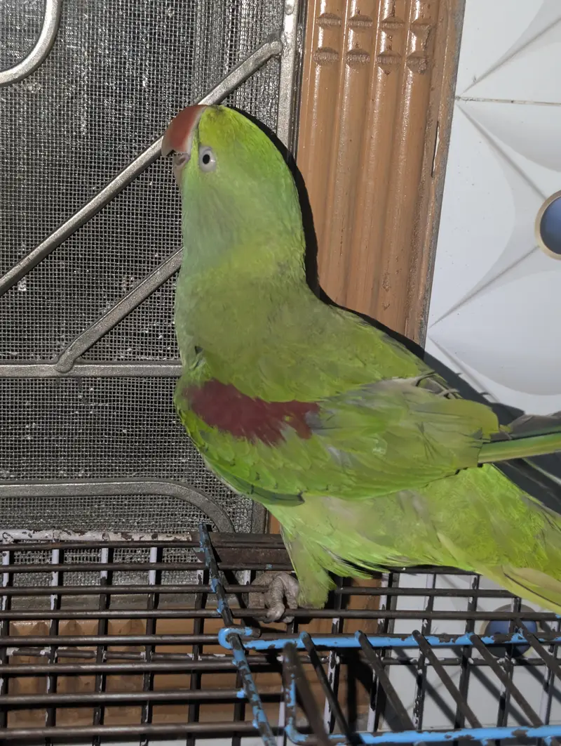 handtam raw parrot — photo 4