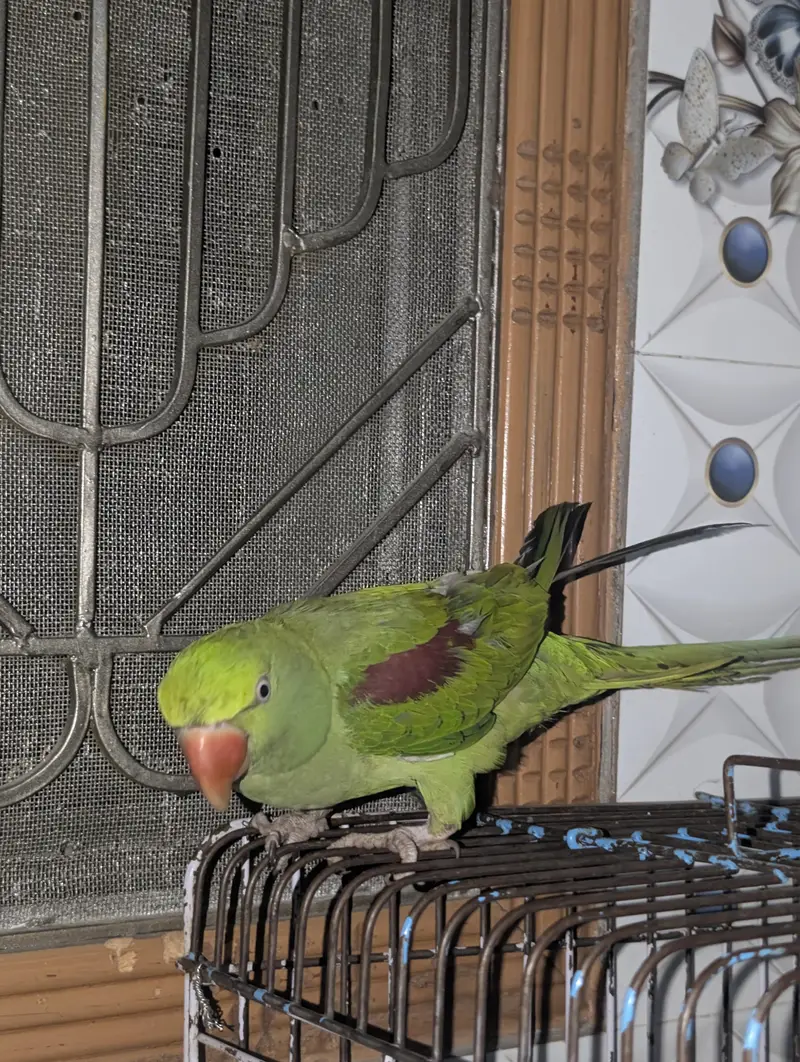 handtam raw parrot — photo 5