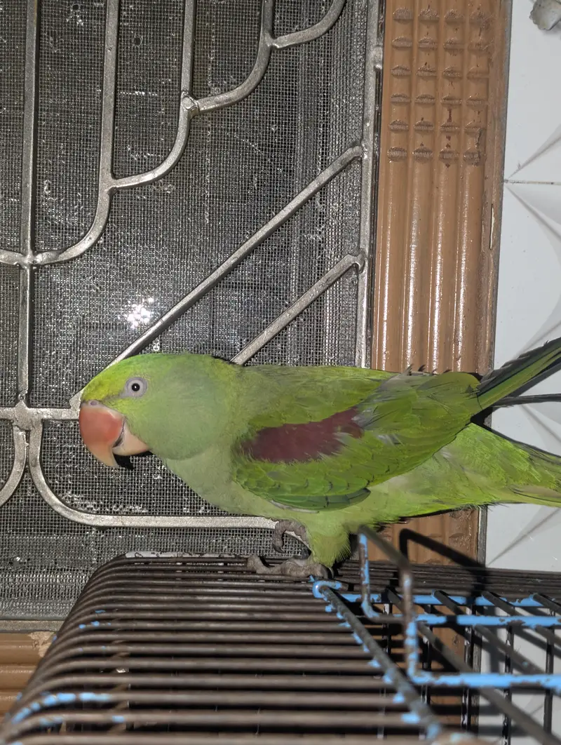 handtam raw parrot — photo 6