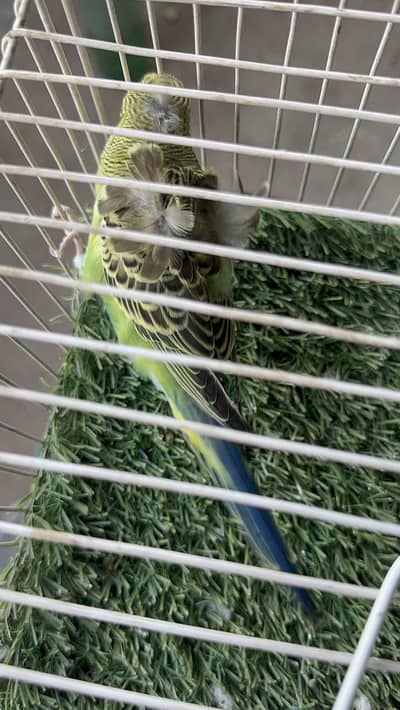 MashAllah Premium Hogoromo Budgie