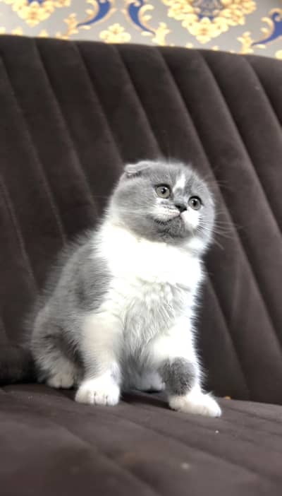 Scottish Fold - Imported Kitten