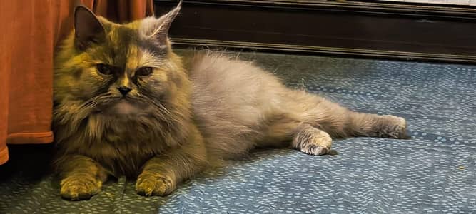 Gorgeous Long-Haired Persian cat – Very Healthy & Fluffy
