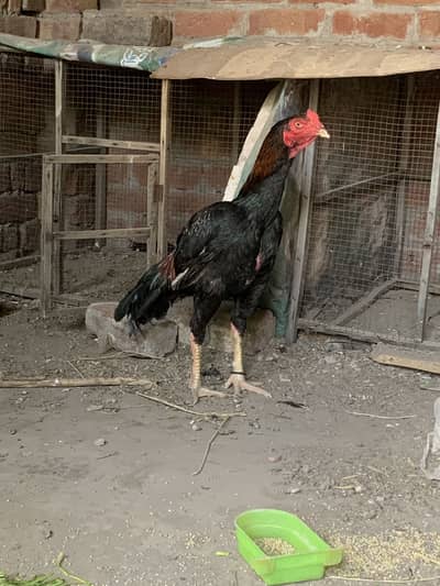 Panus pakoye male
