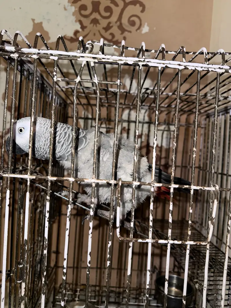 african Grey For sale