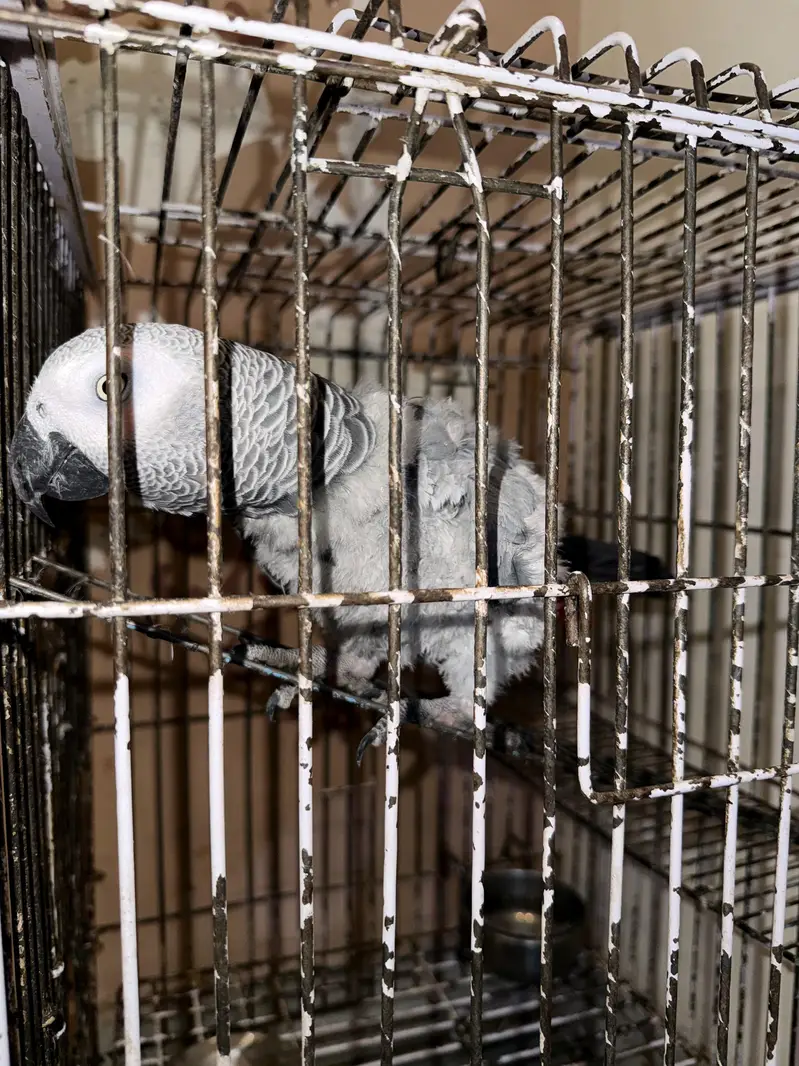 african Grey For sale — photo 2