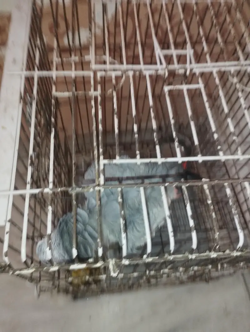 african Grey For sale — photo 3