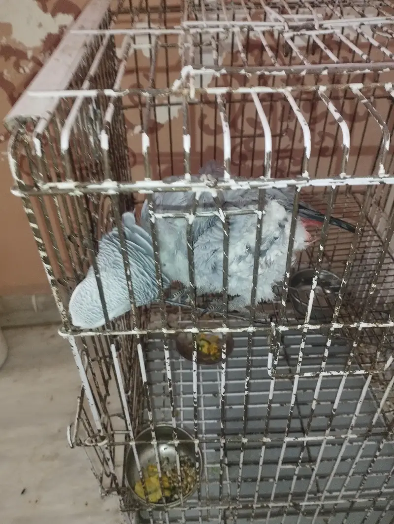 african Grey For sale — photo 4