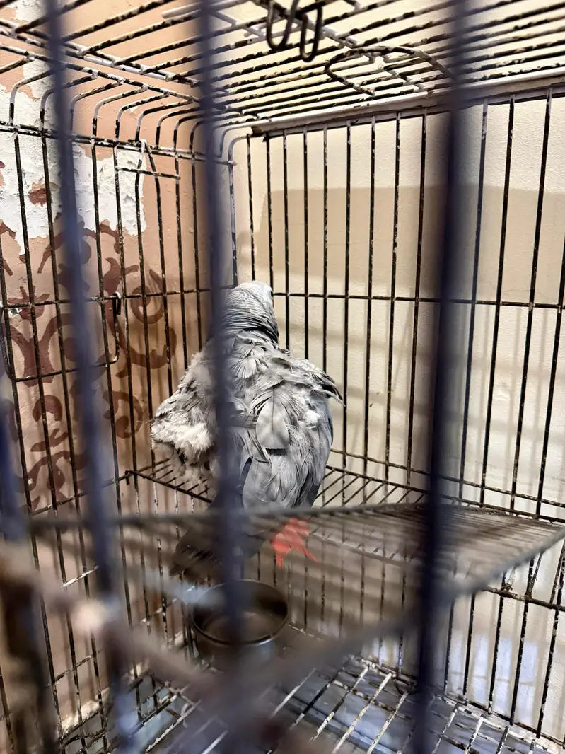 african Grey For sale — photo 5