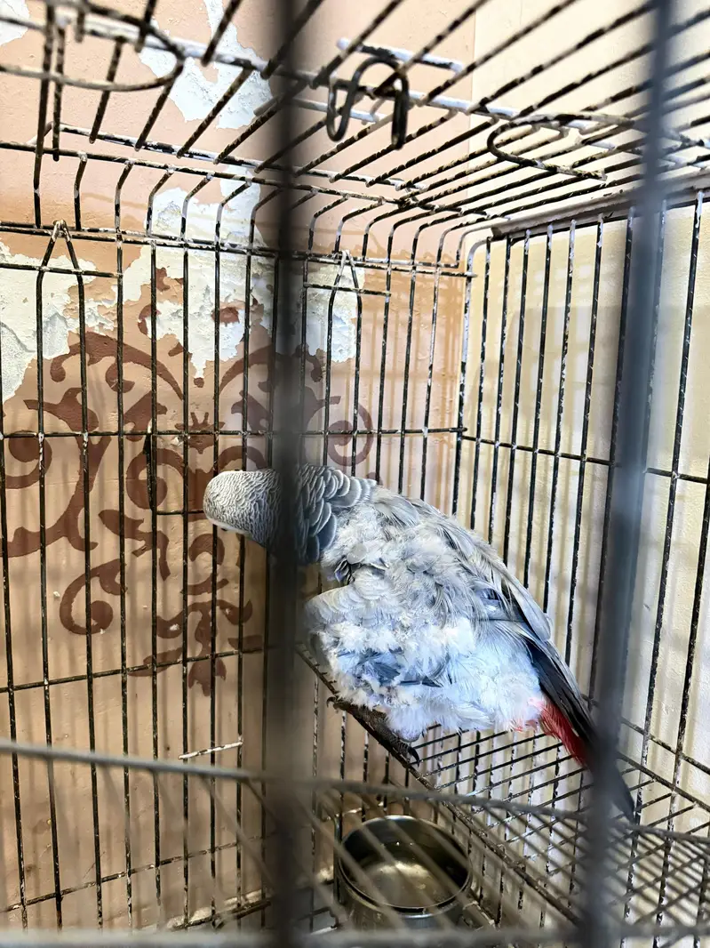 african Grey For sale — photo 6