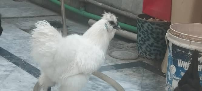 white silkie