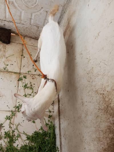 teddy gulabi pair