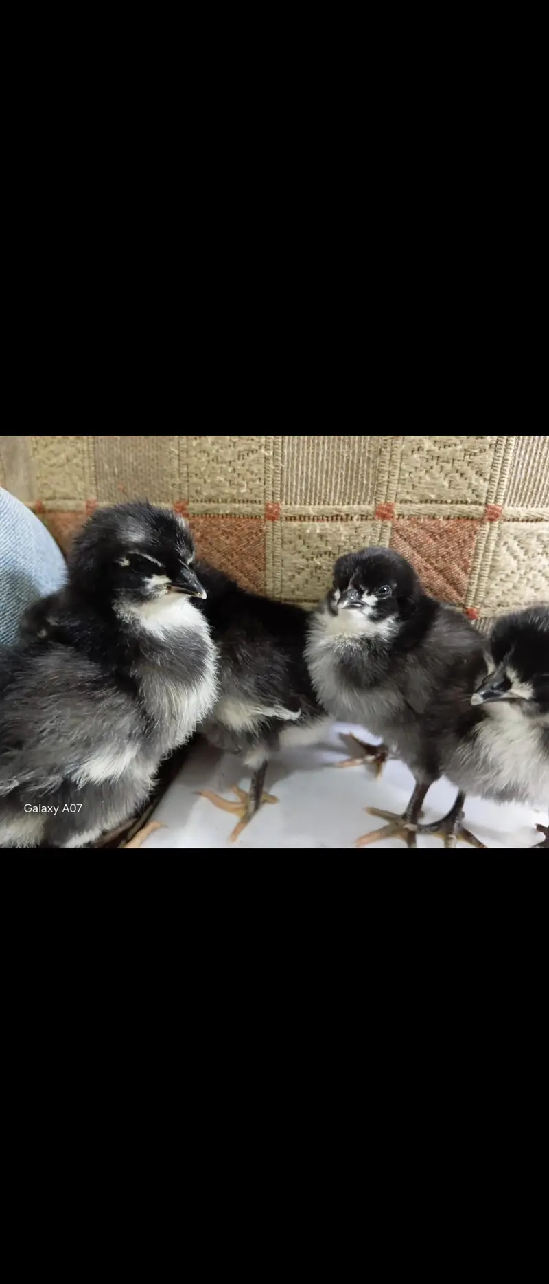 Giant Australorp heritage  one and only in pakistan — photo 2