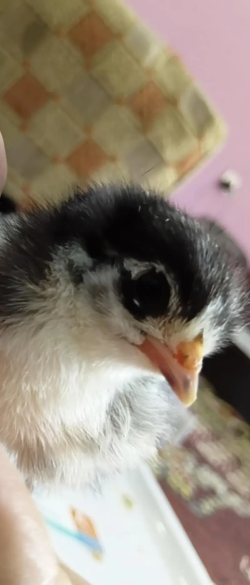 Giant Australorp heritage  one and only in pakistan