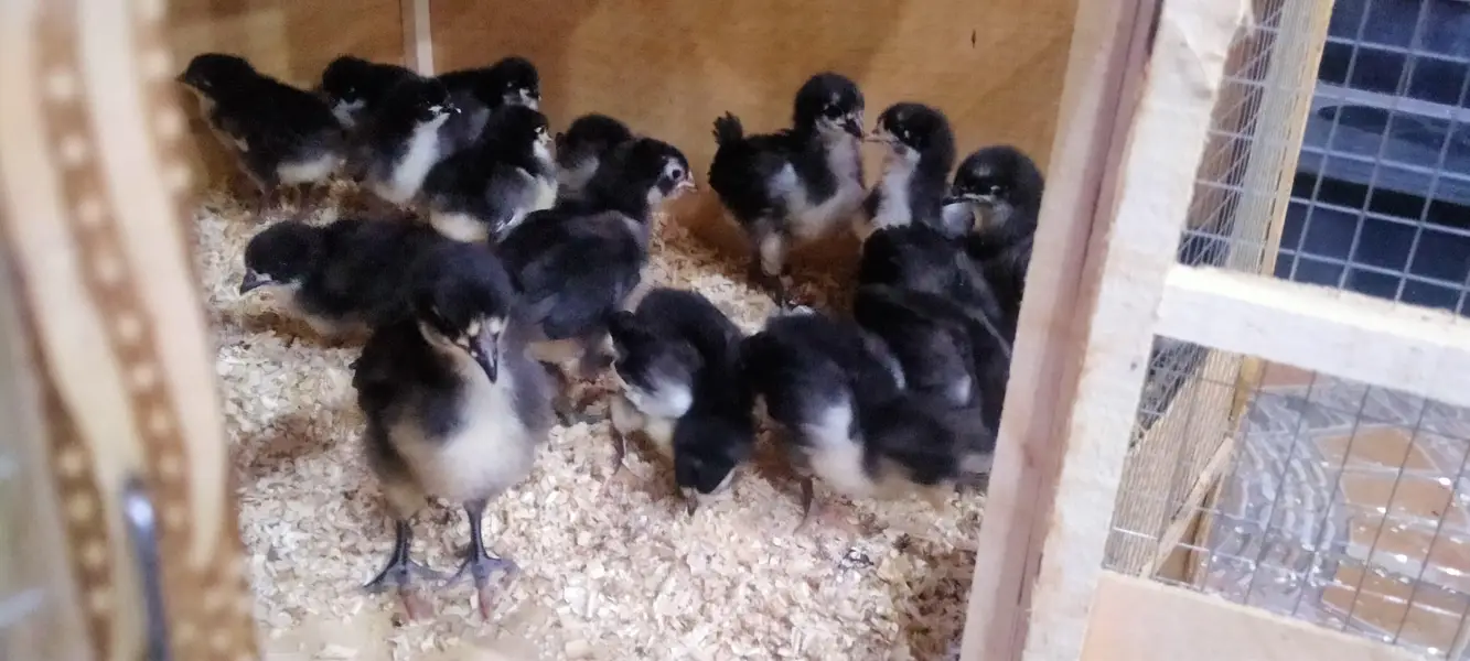 Giant Australorp heritage  one and only in pakistan — photo 4