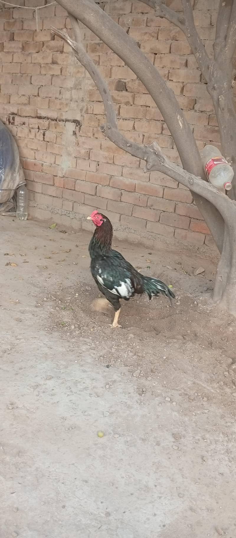 aseel murga 3