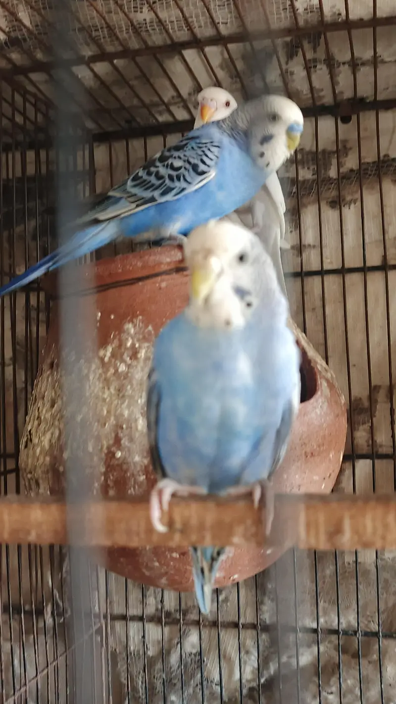 budge Bird