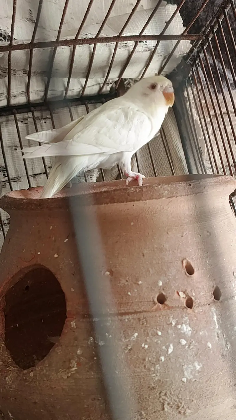 budge Bird — photo 2
