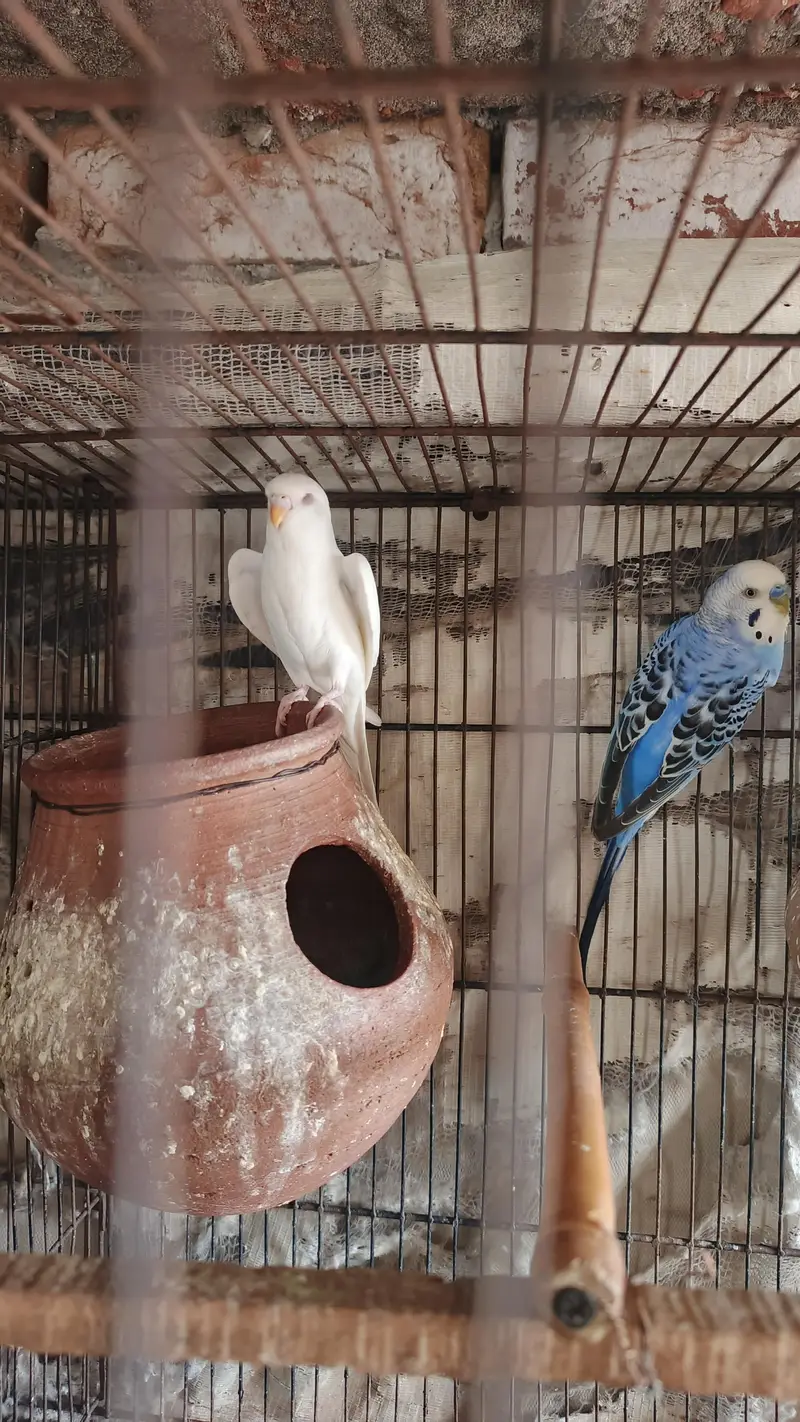 budge Bird — photo 3