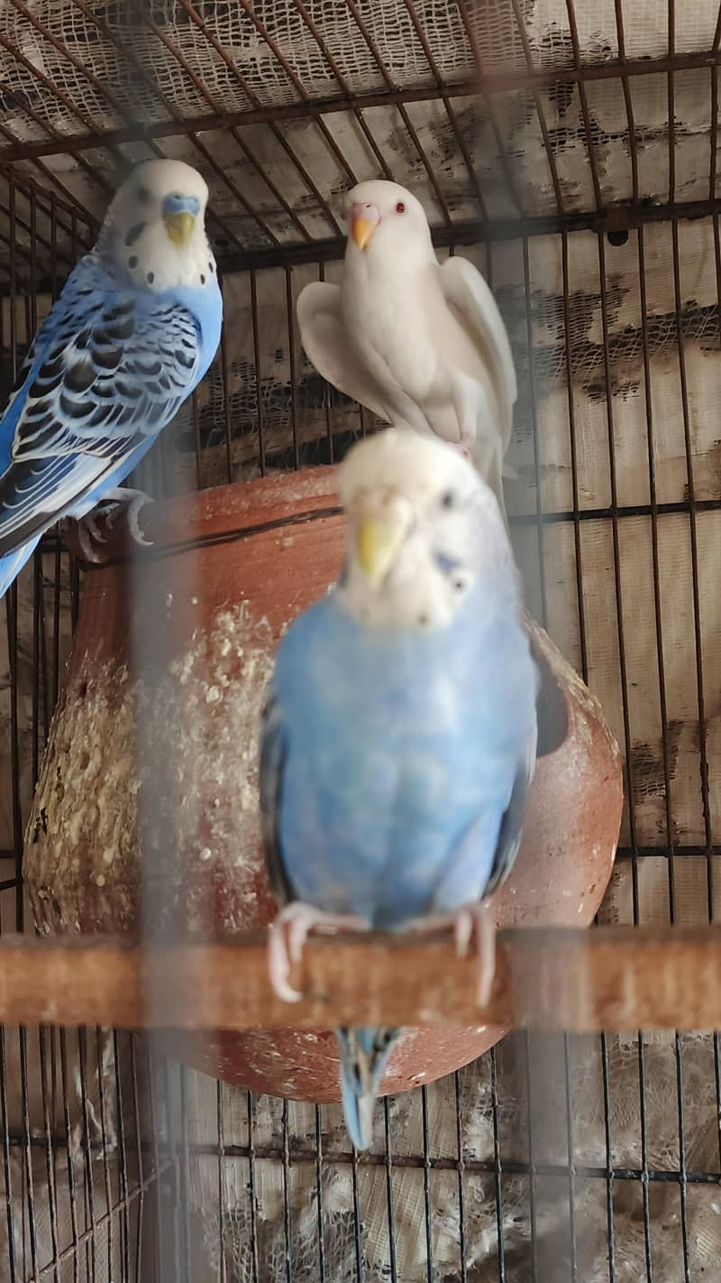 budge Bird 3