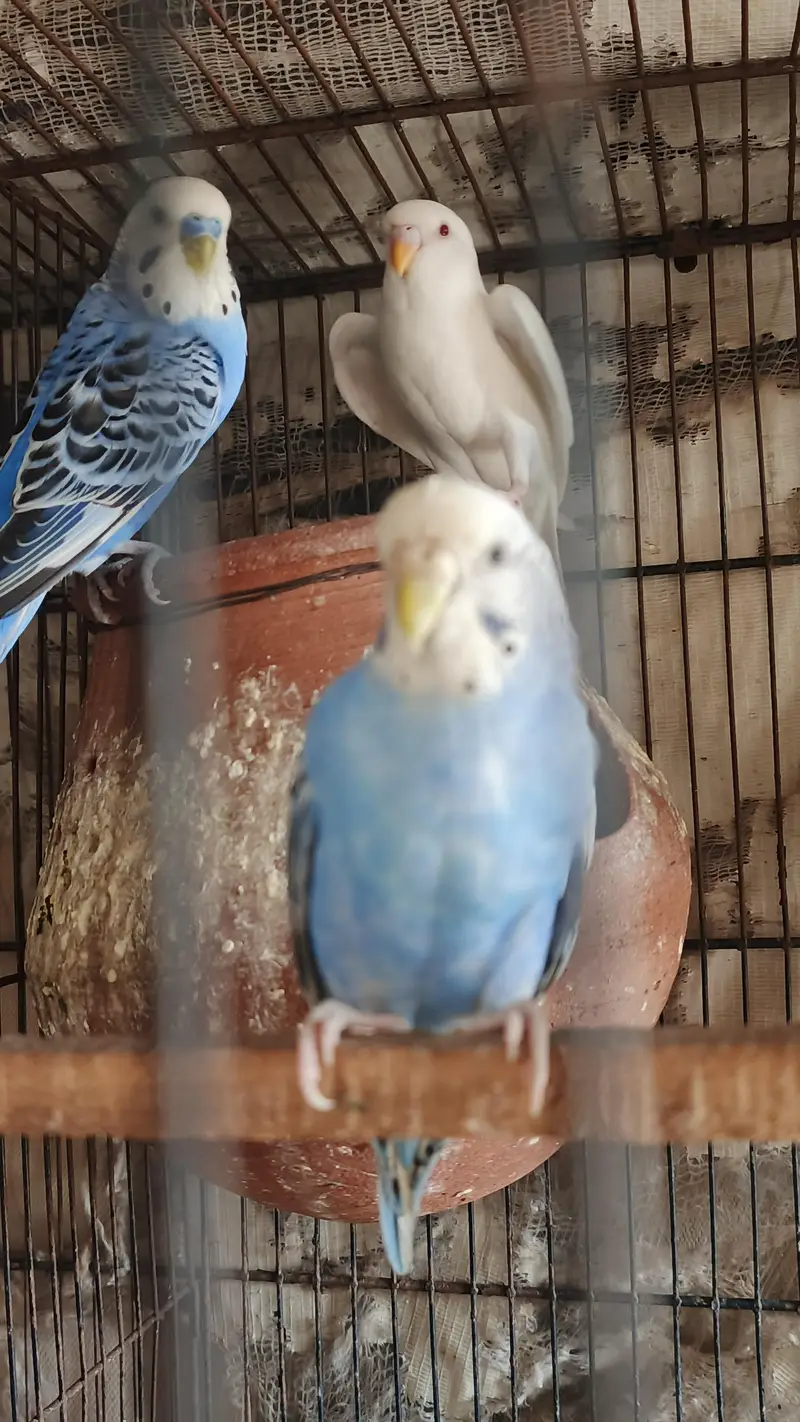 budge Bird — photo 4