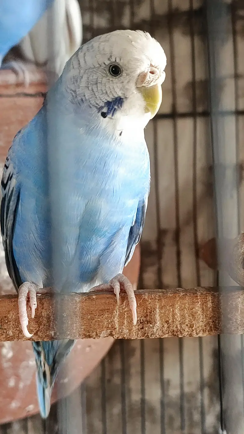 budge Bird — photo 5