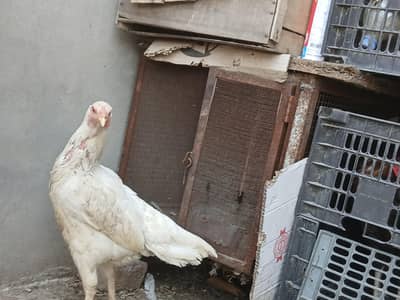 white hens for sale