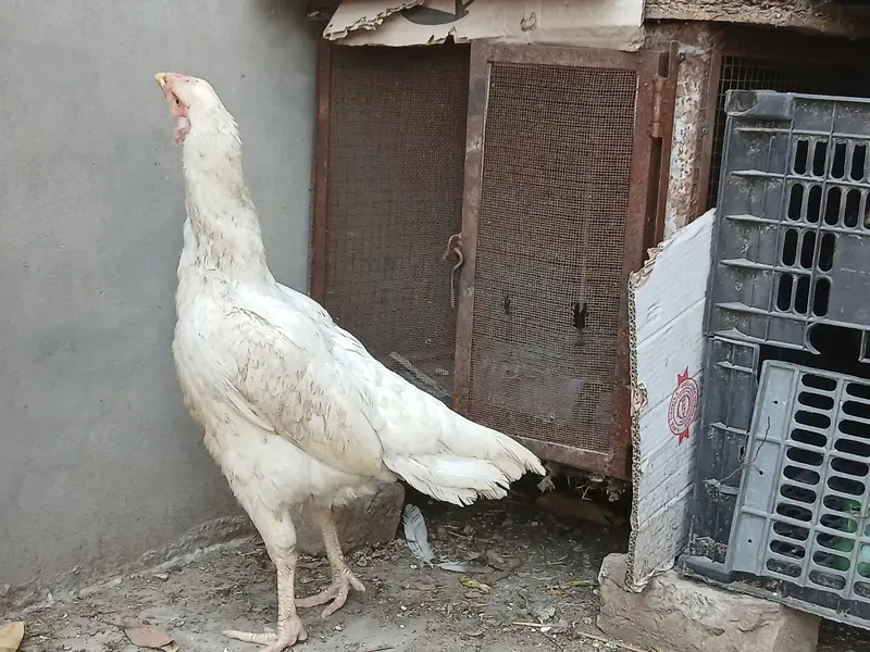 white hens for sale — photo 2