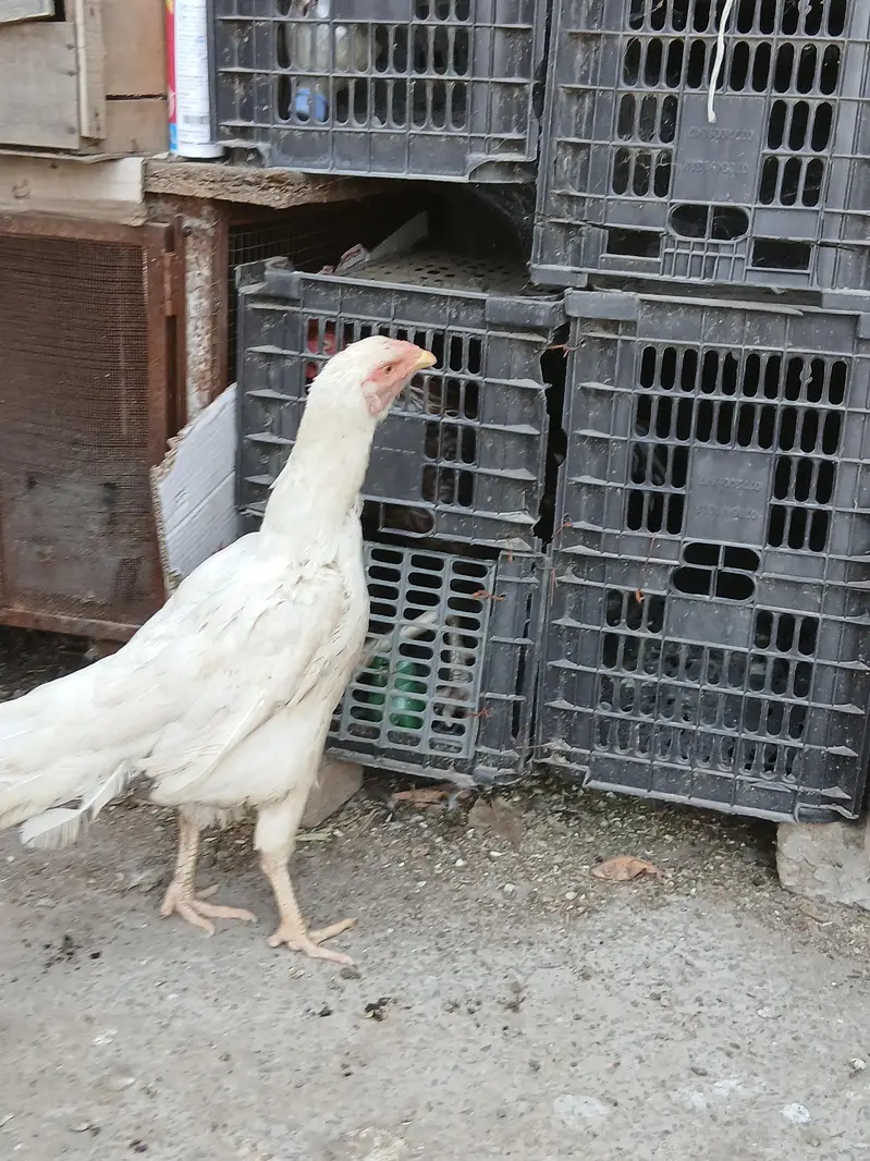 white hens for sale — photo 3