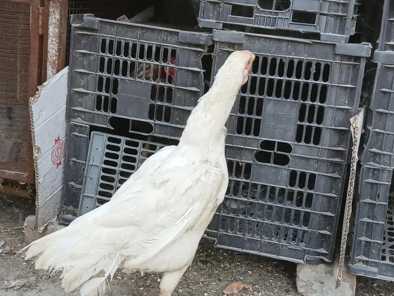 white hens for sale — photo 4