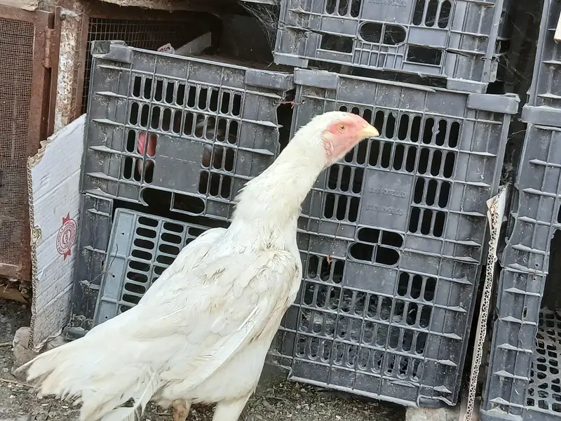 white hens for sale — photo 5