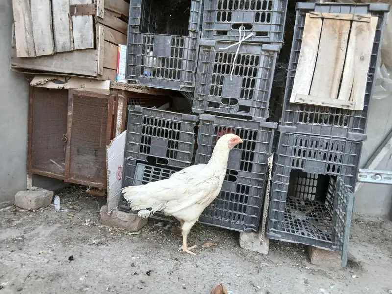 white hens for sale — photo 6