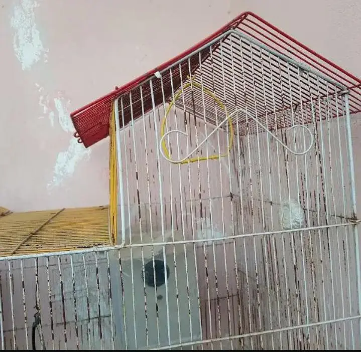 Birds Cage — photo 2